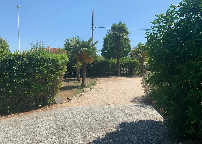 Palma Verde
